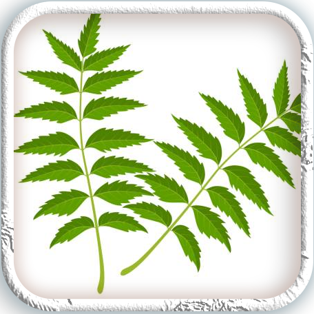 Kerala Neem